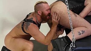 Hairy bearsilien raw fucks blond gay after steamy bj