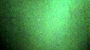 this amateur's wet pussy and asshole are so inviting for doggystyle fucking 😍