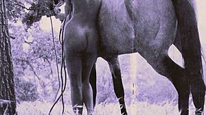 dark lantern entertainment brings vintage nature girls back to life with hairy charm. retro vibes in full bloom!