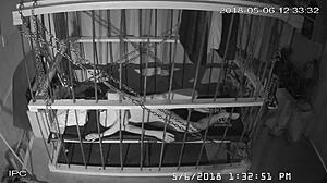 hey, check out this raw cage feed download