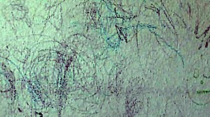 Πραγματική θετή μάνα δείχνει τριχωτό μουνί στον σοκαρισμένο θετό γιο!