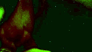 anna varentino in italy performs swallow in hot room