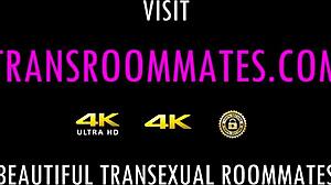 ترانسي صغيرة بيلا بيتس تشتهي ثقب سابينا ستيل