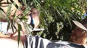 Hot suck and fuck in the 420 patch, guys getting wild with oral and anal.