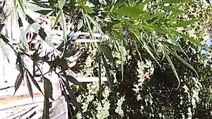 Hot suck and fuck in the 420 patch, guys getting wild with oral and anal.