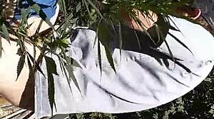 Hot suck and fuck in the 420 patch, guys getting wild with oral and anal.