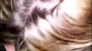 He cums on the BBW's massive tits during webcam