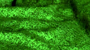 Redhot Fox gets wild! 🔥