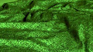 Redhot Fox gets wild! 🔥