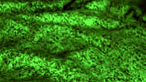 Redhot Fox gets wild! 🔥