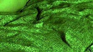 Redhot Fox gets wild! 🔥