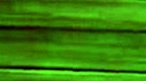 does reimu get creampied in back sex?