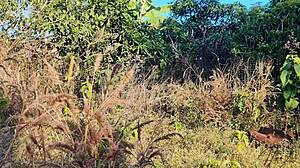 Namorada malaia quente levada com força pelo namorado ao ar livre