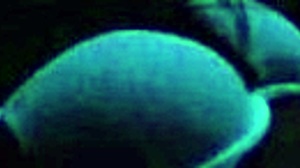 Watch Britney Madison In Blacklight Sex! It's So Intense!