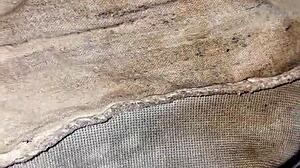 Neighbor's dirty panties in emo style