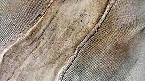 Neighbor's dirty panties in emo style