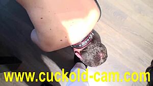 humiliation hits hard for cuckold joschi with his wife 😩