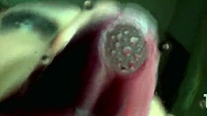 Sophia D Teases with Her Wet Tongue and Spit Play