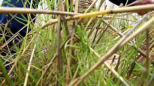 Hentai Girl Tied Up and Bound in Nude Bondage Scene