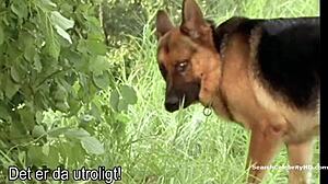 사빈 페츨이 코미사르 렉스 1994 살인 여름 장면에서, 밀프 스타가 작은 18+ 가슴 액션으로 빛나