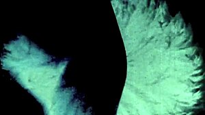 vintage erotic drawings to admire