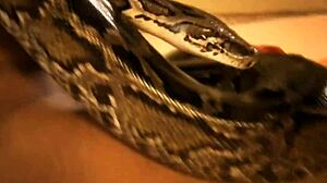 Asian Brunette Dances Erotic Dreams Solo