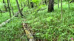 Naughty beauty rides stranger dick in forest doggystyle pov!