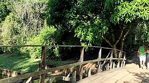 Fucking Behind The Trees In A Public Park With A Big Black Cock.