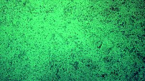 Babe SHAKES Ass In THONG Panties Try On