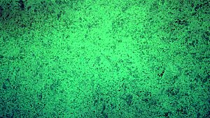 Babe SHAKES Ass In THONG Panties Try On