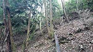 A detailed exploration of the Japanese YZ250FX motorcycle, highlighting its design, performance, and features in the Asian market