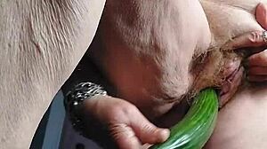 Bătrâna folosește un castravete pentru a-și plăcea pizda păroasă într-o scenă homemade