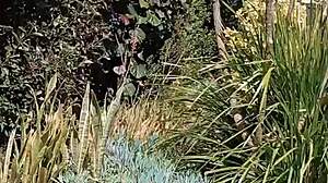 Maturemons explores her secret garden outdoors.