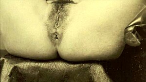 dark lantern entertainment hints at my secret life with vintage hairy beaver