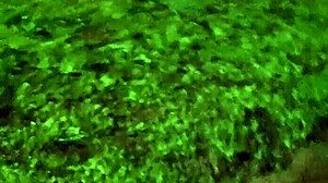 sexy latina milf bends over outdoors in lingerie using dildo for intense doggystyle creampie in forest nature