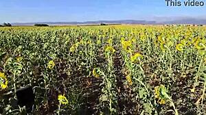 ひまわり畑の挑戦、ヨーロッパのダミアナ・ブラジレイラがプランテーションでトラサン、ep6