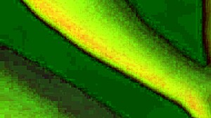 Oh man, this BBW's foot worship turns into wild pussy licking and face sitting with a buttplug in play! 👣😍 Her big ass and natural tits make it so hot during foreplay.