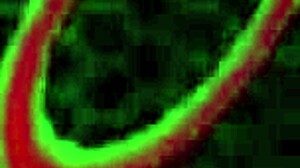 Big Titted Lexi Nicole Butt Fucked