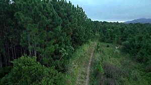 Amateurs And Latina Redhead In Public Outdoor Voyeur Scene