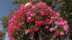 hey, wanna see simone peach flashing her sexy stockings outdoors in hungary??