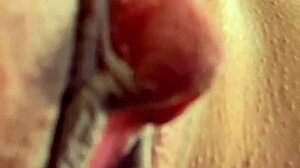 Ela Gritou Dizendo Meu Nome Rosa Vermelha