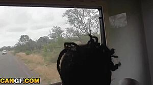 hot ebony gf gets big black lips around my fat white cock pov