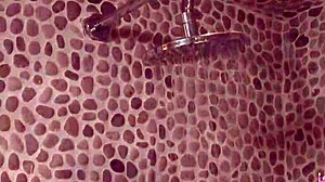 Beautiful Lesbians Shower Together Wash Each Other Then Have Wild Sex in Bedroom