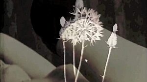 ebony slave seduces her swedish fanboy with oiled cowgirl riding on big cock