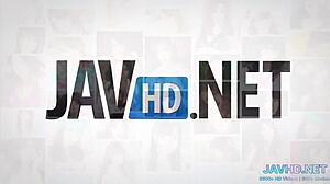 These Japanese pussies are for true connoisseurs.