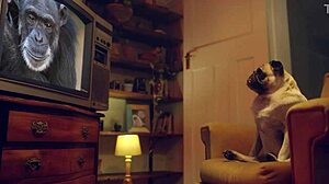 amy douxxx teases big tits on sofa horny sex