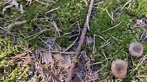 couple walks turn into hardcore homemade ass pounding