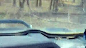 Cheerleader Trades Pom-Poms for Wild Party