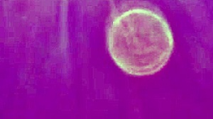 Slender 38-year-old married japanese bride's early morning car sex on vacation