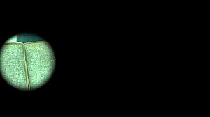 done up nice in trailer with black cock group bang